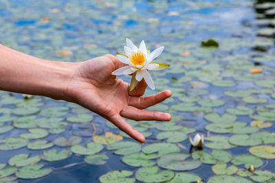 Close-up of hand holding water lily in lake