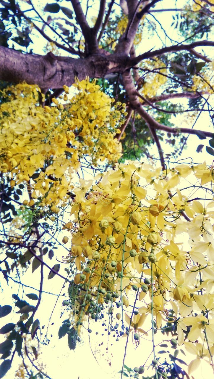 flower, yellow, growth, branch, leaf, freshness, tree, nature, beauty in nature, fragility, plant, low angle view, blooming, day, blossom, stem, petal, in bloom, outdoors, tranquility