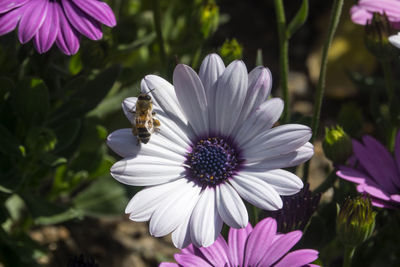 Close-up of bee on osteospermum blooming outdoors