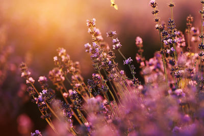 Close-up of purple flowering plants on field