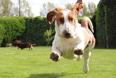 Portrait of dog playing on field