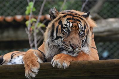 Tiger in a zoo