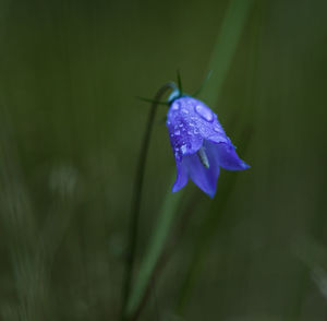 Close-up of purple flowering plant