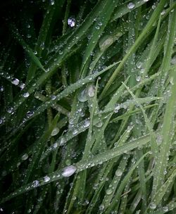 Close-up of water drops on grass