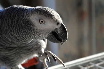 Close-up of gray parrot