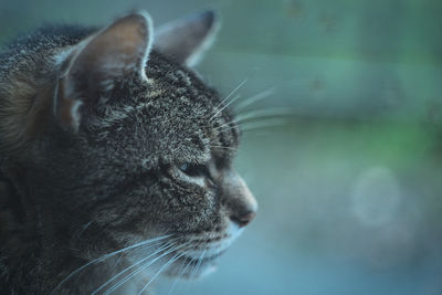 Close-up of a cat looking away