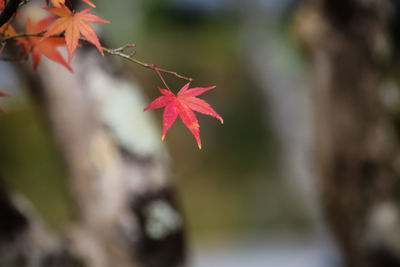 Close-up of red maple leaf on tree during autumn