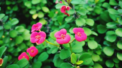 Close-up of pink flowers blooming outdoors