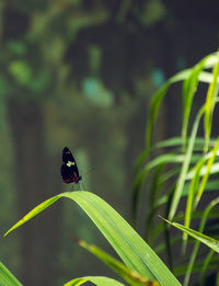 Close-up of butterfly on leaf