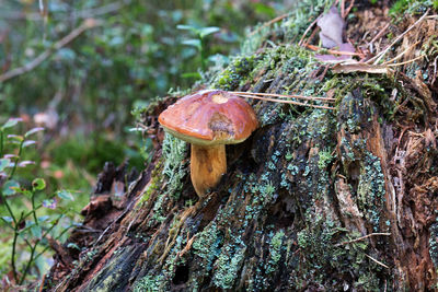 Close-up of mushroom growing on tree trunk