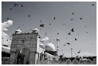 Birds flying in the sky