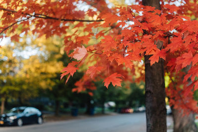Autumn leaves on tree by road