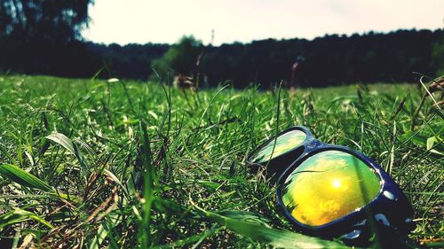 Close-up of fresh green plant on field against sky