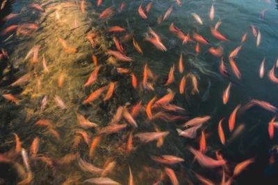 High angle view of fish swimming in water