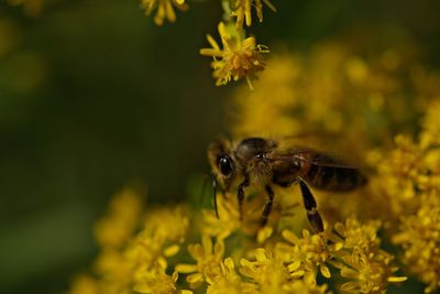Close-up of bee pollinating on yellow flower
