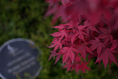 Close-up of pink plant