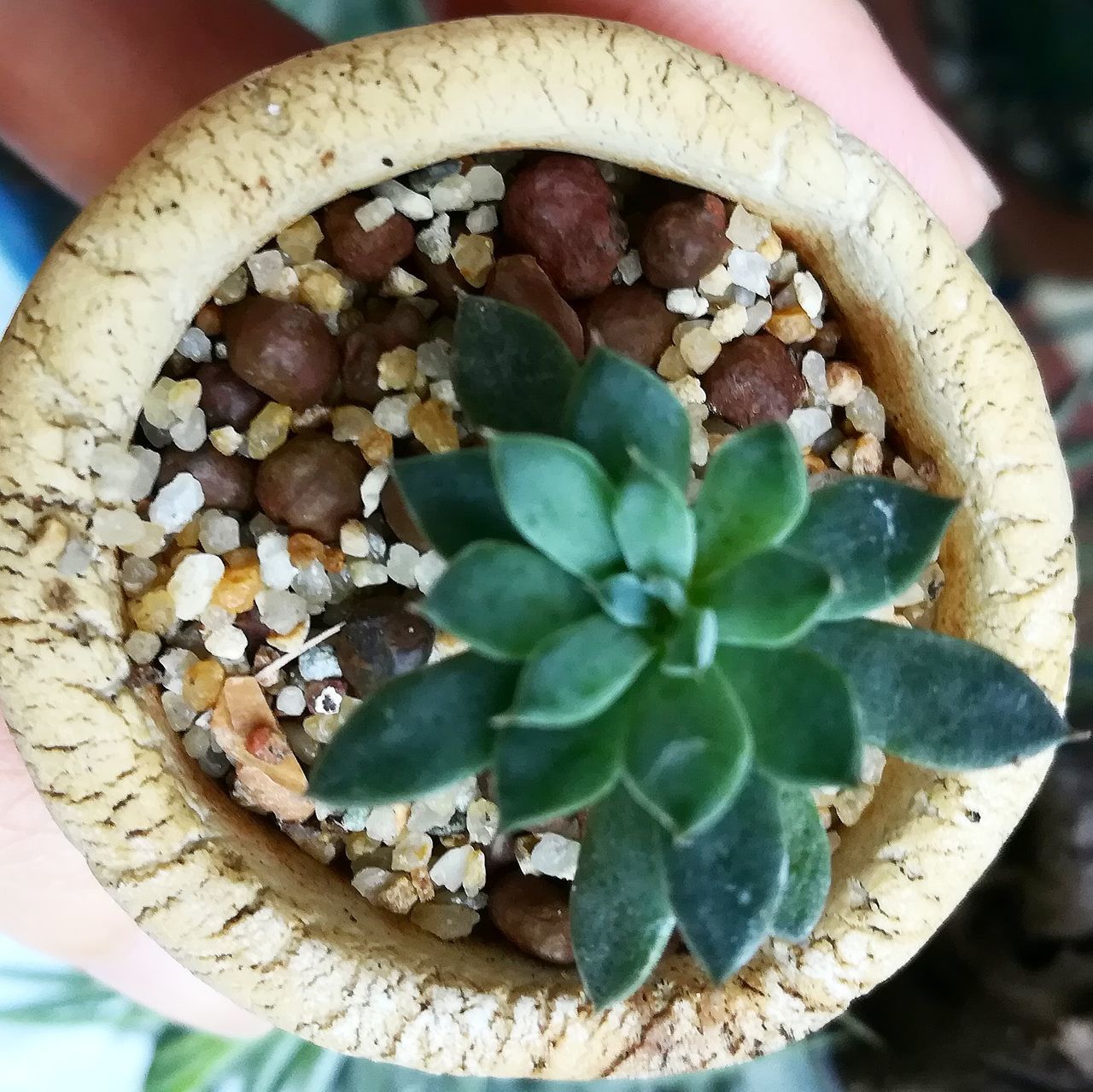 CLOSE-UP OF HAND HOLDING LEAF IN CONTAINER