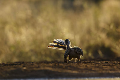 Close-up of bird