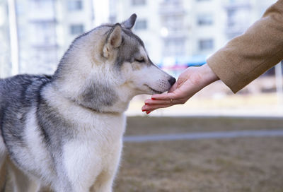 Midsection of woman with dog