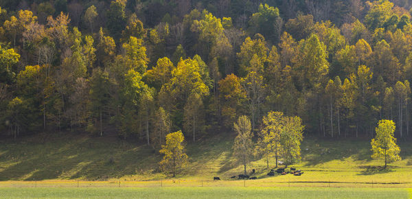 Pine trees in forest during autumn