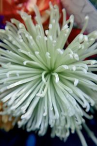 Close-up of wet white flower