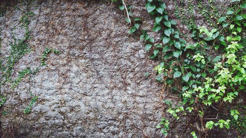 Close-up of ivy growing on tree trunk against wall