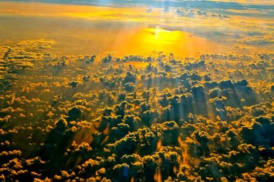 Close-up of yellow flowers against sky during sunset