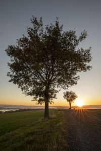 Tree on field against sky during sunset