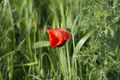 Close-up of red poppy blooming in field