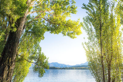 Scenic view of lake by trees against sky