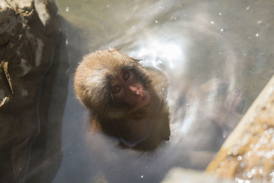 High angle view of portrait on monkey in pond