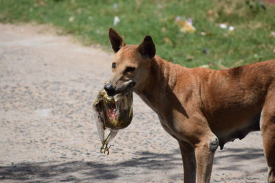 Dog holding plastic bag in mouth