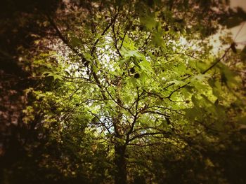 Close-up of fresh green plants in forest