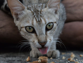 Close-up portrait of cat