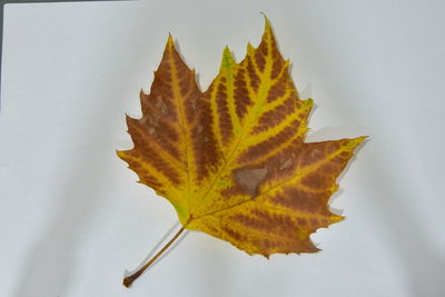 Close-up of maple leaf on white background