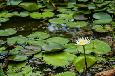 Close-up of lotus water lily in lake