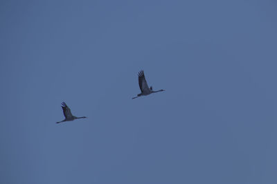 Low angle view of birds flying in sky