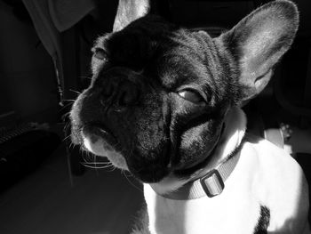 Close-up portrait of dog at home