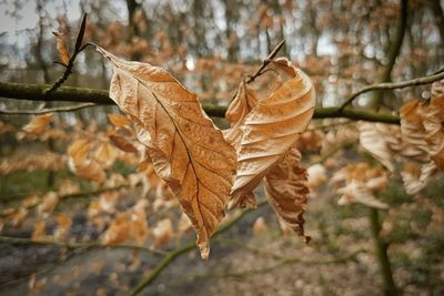 Dry leaves on plant branch