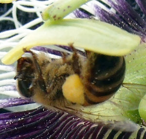 Close-up of bee on a flower