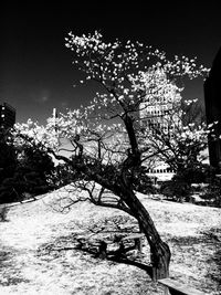 Bare trees in the dark