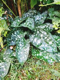 Close-up of leaves