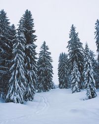 Trees on snow covered landscape against clear sky