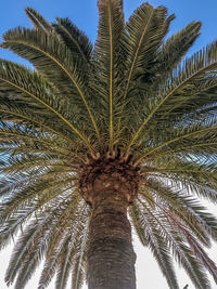 Low angle view of palm tree against clear sky