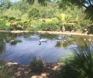 View of birds swimming in lake