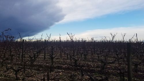 Plants growing on field against sky