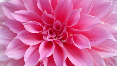 Close-up of pink dahlia