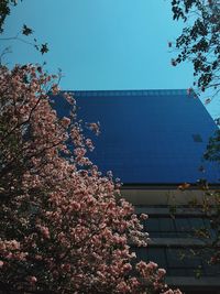 Low angle view of cherry tree by building against clear blue sky