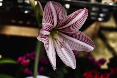 Close-up of pink flower