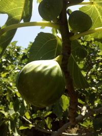 Close-up of fruit growing on tree